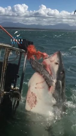 Big Great White Shark Comes Out Of Nowhere