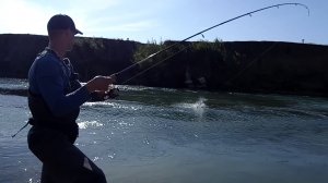 Ловля🎣 белого хищника на реке Егорлык.