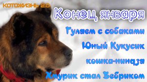Конец января. Кукусик в молодости, гуляем с собаками, кошка-ниндзя, Хмурик стал Бебриком и другое