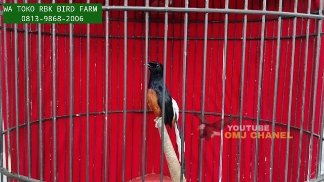 BANTING HARGA ! LAMA TAK LAKU MURAI BATU DAN GACORAN 950RB FULL SET BURUNG CUCAK IJO MURAH смотреть онлайн