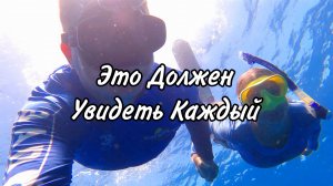 СМОТРЕТЬ ‼️ | ЭТО ДОЛЖЕН ВИДЕТЬ КАЖДЫЙ | СТОЛЬКО ДЕЛЬФИНОВ НЕ ВИДЕЛИ НИКОГДА 🐬