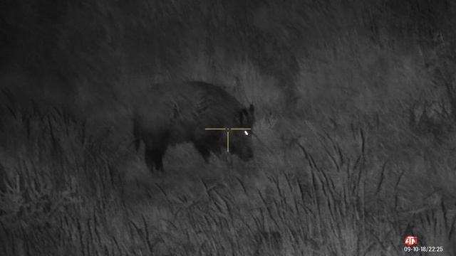 ATN X-Sight 4k PRO 5-20x Wild boar