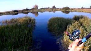 Как наловить живца(КАРАСЯ). Способ первый