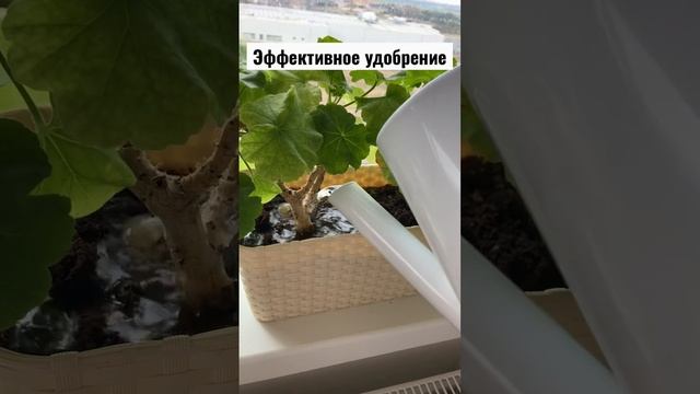 🌸Цветы скажут вам СПАСИБО! #цветы #цветывдоме #удобрение #недорого #своимируками #каксделать
