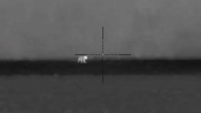 fox hunting with pulsar Thermion 2 xp50 pro смотреть онлайн