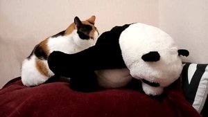 Кошка-картошка и медведь