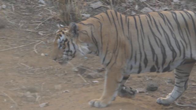 TADOBA-6 'MOWGLI THE MALE TIGER' AT PANDHAR PAUNI LAKE-CINEMATIC D 4K WITH PANASONIC LUMIX DMC FZ30 смотреть онлайн