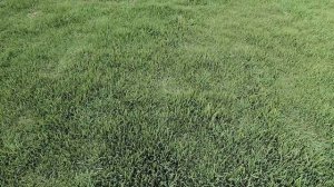 Как выглядит газон через три недели после вертикуляции и скарификации