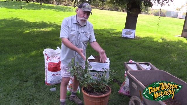 How To Plant Container Blueberries for Small Spaces смотреть онлайн