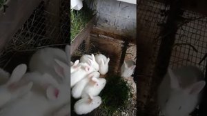 Делаем Клетки Для КРОЛИКОВ Своими Руками#клетки своими руками#сборка#клетки для кроликов