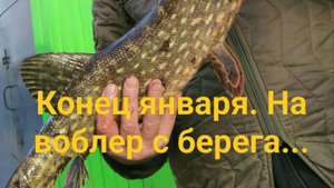 Щука на воблер. С берега, 25 января.