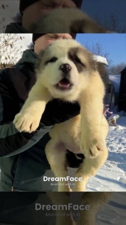 Каприоль с Северного Урала