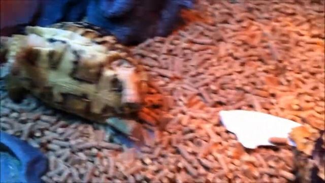 Ah Fook & Ah Luk - #10 Ah Fook: Help! смотреть онлайн