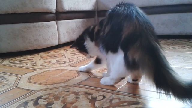 Мыши вышли из моды