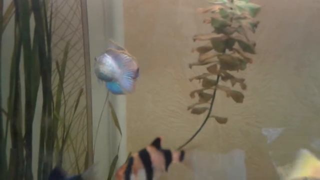 брачные игры аквариумные рыбки смотреть онлайн