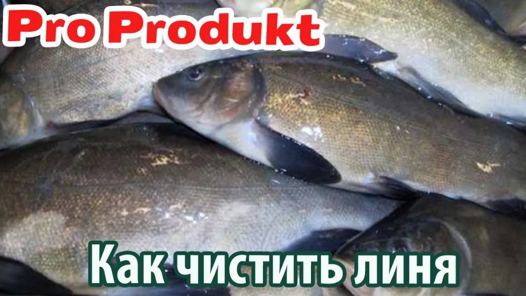 Как чистить линя