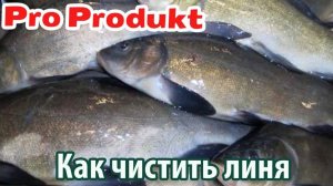 Как чистить линя