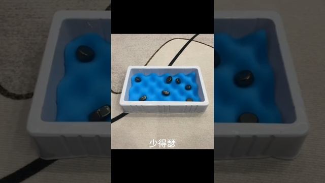 K4825 Magnetic Chess Game, Multiplayer Magnet Game Set with 20 Magnetic Rocks смотреть онлайн