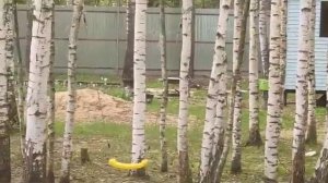 Дача, Дмитровский район, Надеждино, 8 соток