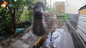 Эму 99 и прогулки страуса Дормидонта между ливнями 🌦️⛈️☂️