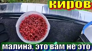 Дикая малина