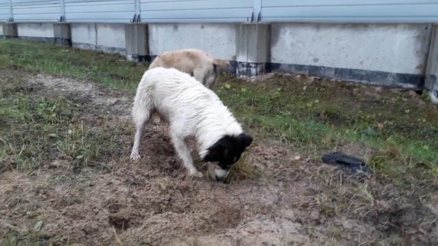 Тяпа и Беляш смотреть онлайн