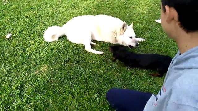 Perros jugando