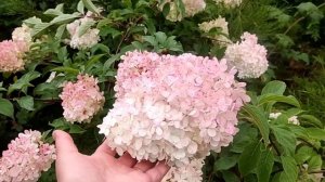 ПЕРЕЦ ЗАМОРАЖИВАЕМ НА ЗИМУ ДВУМЯ СПОСОБАМИ | Для нескольких блюд сразу