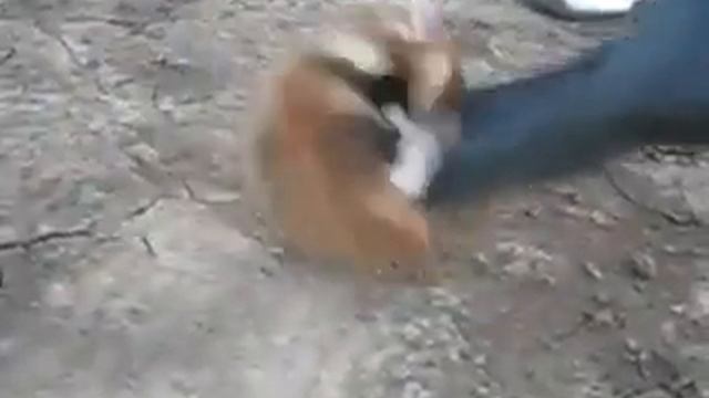 Хомяк Чака норриса :)