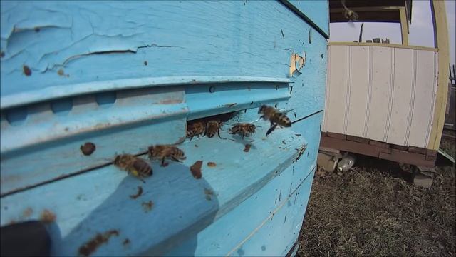 Пчеловодство 2  Принос пыльцы весной.