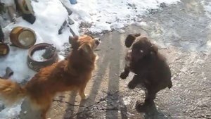 Собачий разговор