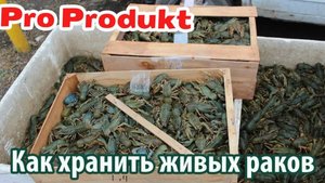 Как хранить живых раков