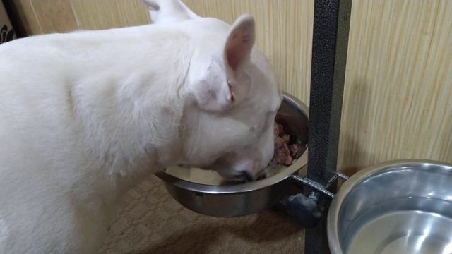 Консерва Dog Lunch с перепелиным яйцом 🥫🥚 смотреть онлайн