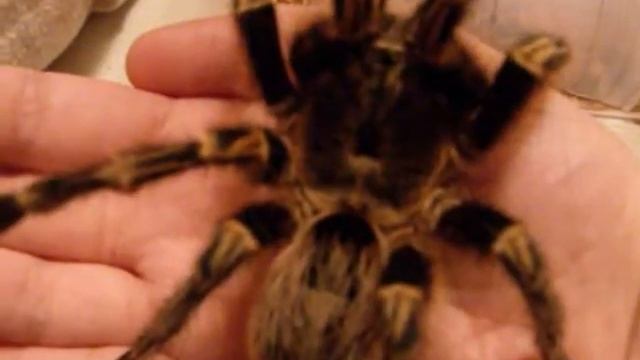 Grammostola pulchripes