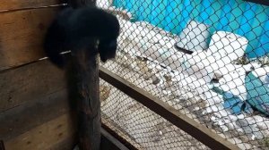 Соболь прогоняет кошку. На сей раз без лишних слов и сразу к делу / Соболь и котики