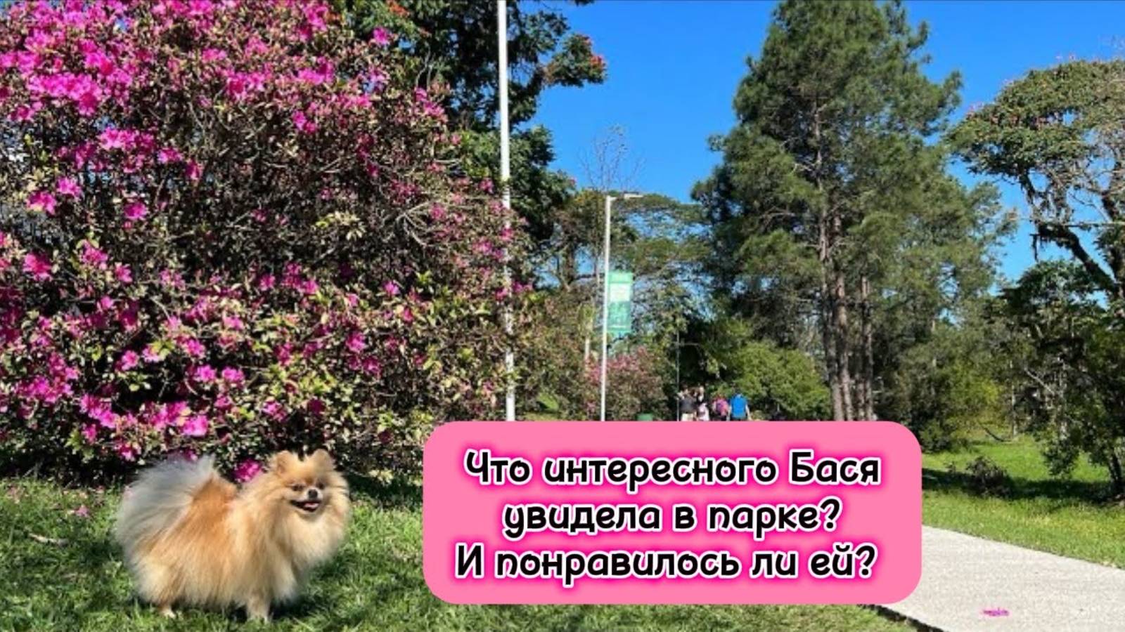 Что интересного Бася увидела в парке и понравилось ли ей?