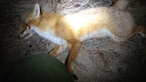 Мелкашка и ещё одна лиса