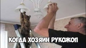 БЕЗ КОТА И ЖИЗНЬ НЕ ТА | СМЕШНЫЕ ЖИВОТНЫЕ