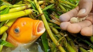 QANDAY BU BO'LISHI MUMKIN! BALIQLAR HAYRATLANARLI TARZDA YEGULIKKA CHIQMOQDA | NOYOB BALIQ OVI VIDE