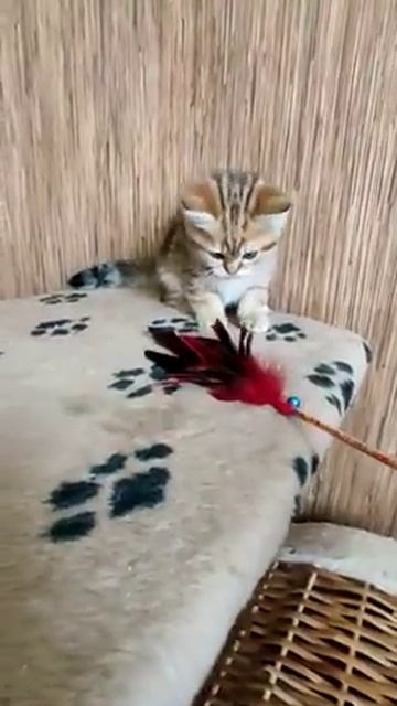 Games CAT PERSIK. Golden chinchilla. British cat. Золотая Британская Шиншилла.