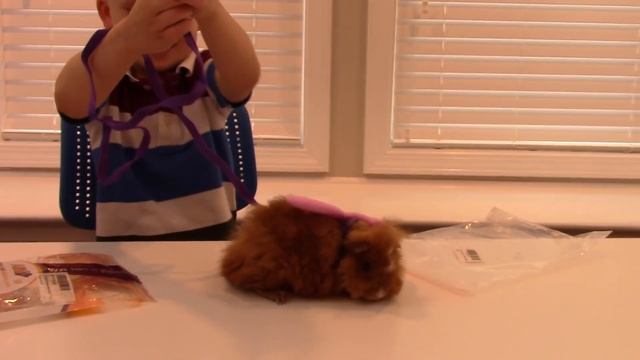 БУБА СУПЕРМАРКЕТ. BOOBA. Морская свинка. смотреть онлайн