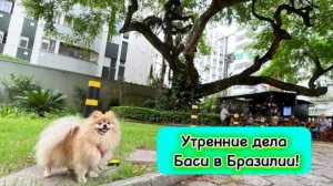 Утренние дела Баси в Бразилии!