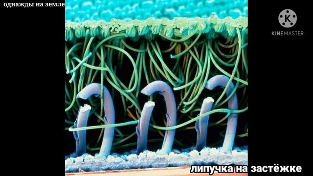 ФАНТАСТИЧЕСКИЙ МИКРОМИР ЗА ПРЕДЕЛАМИ ВОЗМОЖНОСТЕЙ ЧЕЛОВЕЧЕСКОГО ГЛАЗА