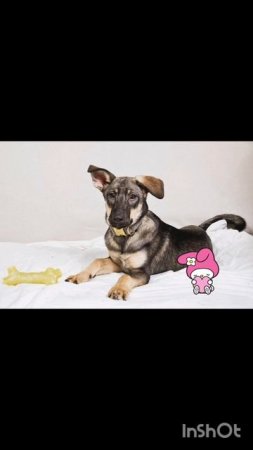 ❤ Пристраивается в надёжную, ответственную семью щенок Пальма. 🏡🐕