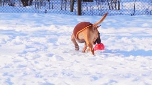 Бультерьер и "неуловимое яйцо". Любимая игрушка минибуля Дана.