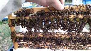 Вывод маток Бакфаст.