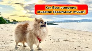 Как Бася испортила свидание бразильским птицам!