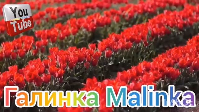 Ольга Уралочка live /Пьёт, гуляет /Плевать на врачей /Обзор Влогов /Уралочка и Сафар / смотреть онлайн