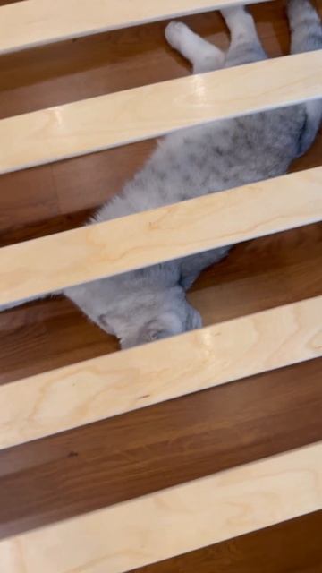 #котикиправятмиром #мимишность #шерри #прикол #шортс #милота #cats #котики #красота #youtubeshorts