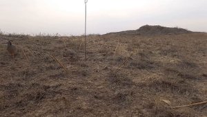 шикори кабг охота на Кеклик hunting for chukar keklik avı